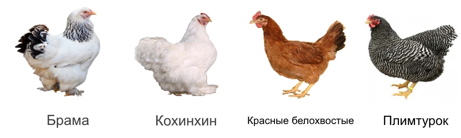 Мясные породы